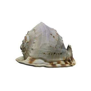 Sea Shell Base 3D Scan